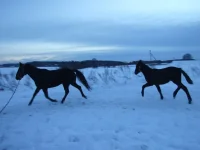 DSCF7190.webp