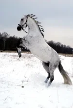 DSCN0859.webp