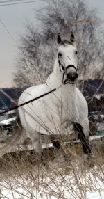 DSCN0977.webp
