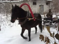 лелик1.webp