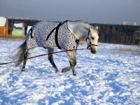 DSCN1054.webp