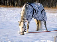 DSCN1058.webp