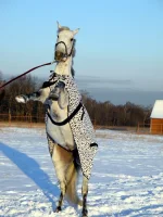 DSCN1060.webp