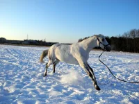 DSCN1077.webp