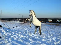DSCN1094.webp