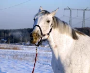 DSCN1096.webp