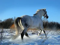 DSCN1312.webp