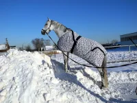 DSCN1341.webp