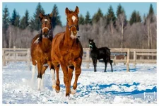 image.webp