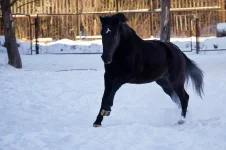 20121223_021 copy.webp