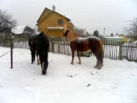 SAM_3884.webp