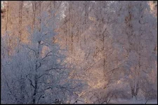зима.webp