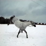 DSCN1454.webp
