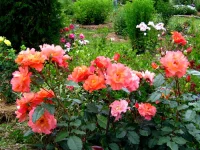 IMG_0345.webp