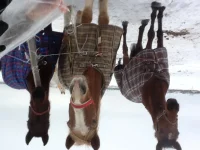 image.webp