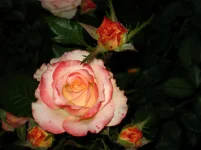 IMG_0709.webp