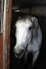 DSCN1423.webp