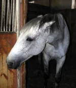 DSCN1428.webp