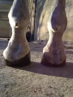 03012013185.webp