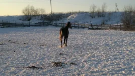 x_672d71db.webp