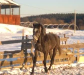 x_a8677341.webp