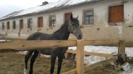 x_250d03bc.webp