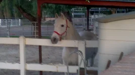 horse.webp