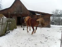 SAM_3936.webp