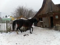 SAM_3925.webp
