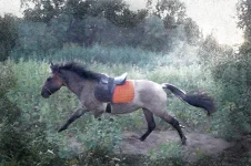 прапва.webp