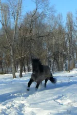 P1250225 (копия).webp