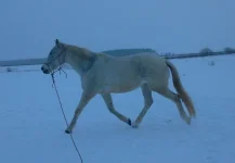 Грань на рыси.webp