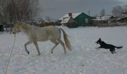 Собака хочет укусить за хвост лошадь.webp