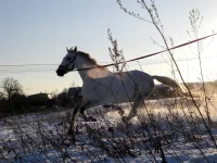 DSCN1175.webp