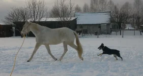 Хваст.webp