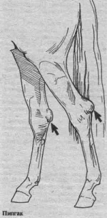 horse_58.webp