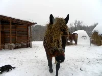 SAM_3956.webp