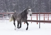 L95mWwYaDfc.webp