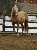 y_16cad9ca.webp