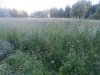 трава.jpg
