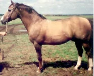 Гудок-218.webp