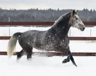 getImage (1).webp