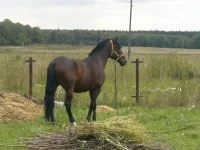 z_578c539b.webp