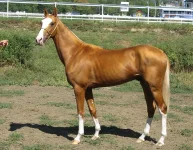 2008_Zulus02.webp