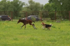 май 2012 527А.webp