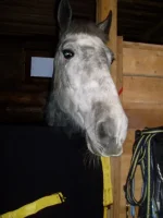 frP6czOHNHQ.webp