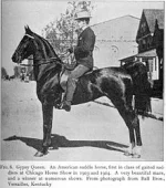 220px-Gypsyqueensaddlebredalpha.webp