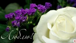101.webp
