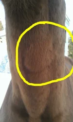 IMAG1457.webp