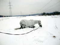 DSCN2339.webp